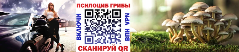 Галлюциногенные грибы Psilocybe  что такое   гидра ТОР  Володарск 